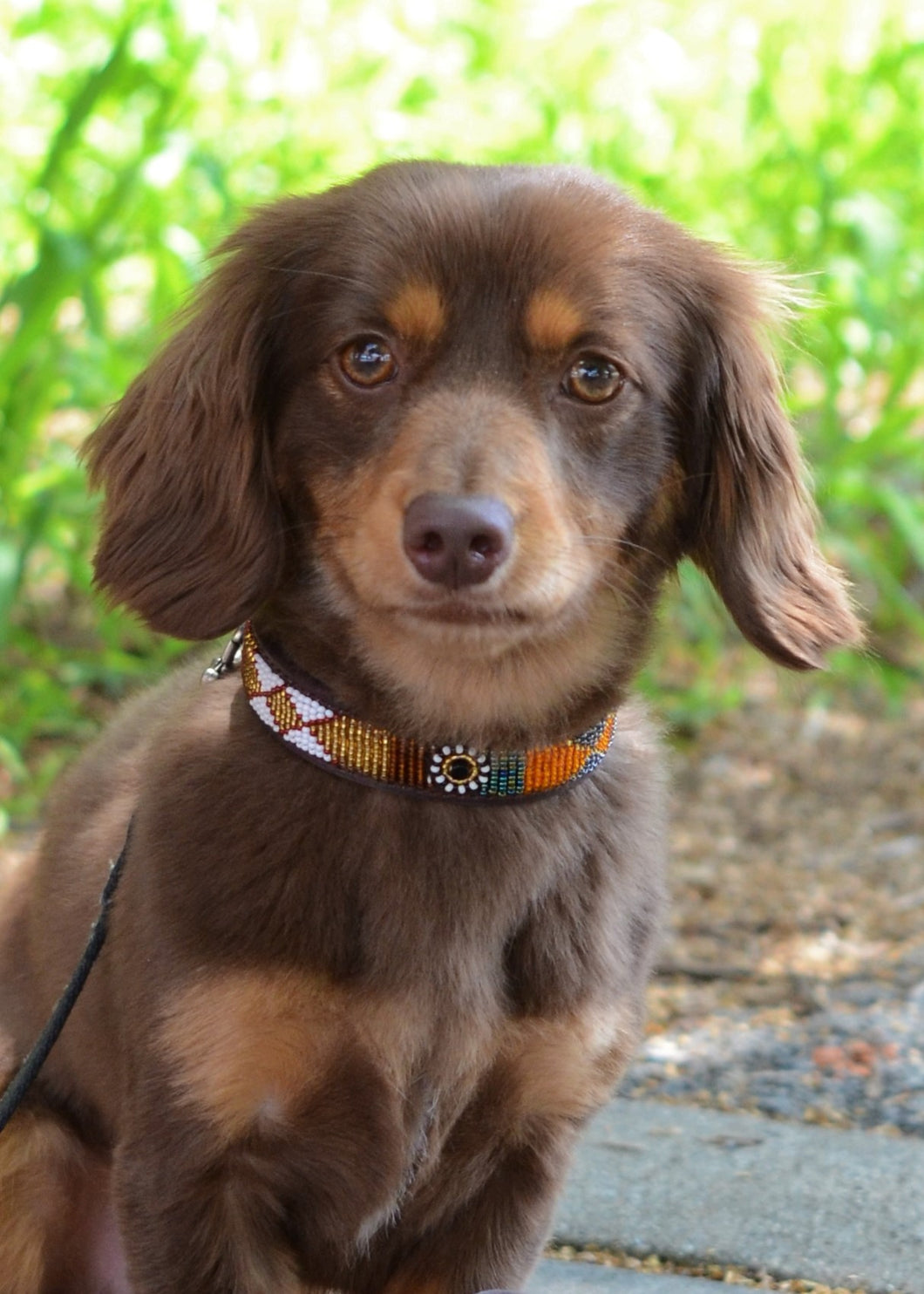 Savanna Beaded Dog Collar – Handmade Ethical Pet Accessory